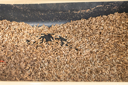 Black soldier fly larvae (Hermetia illucens) in plastic basin