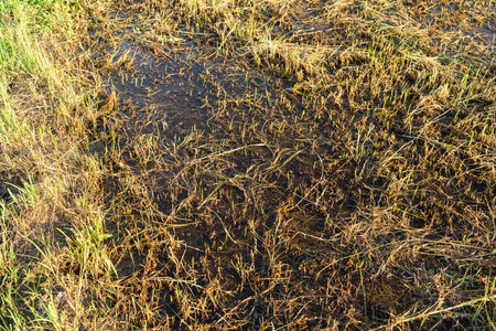 A swamp formed by flooding in a lawnの写真素材