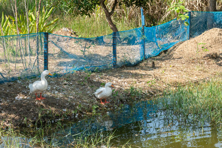 Two white ducks stand under the shade of a tree by a pond.の写真素材