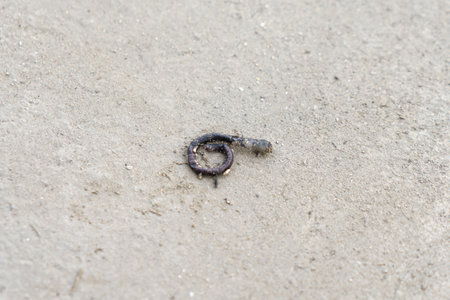 A dead earthworm on the concrete floor and ants are eating it.の写真素材
