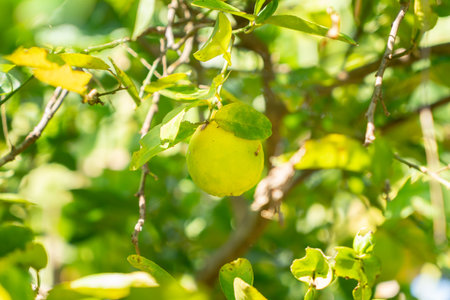 Ripe key lime fruits on a key lime treeの写真素材