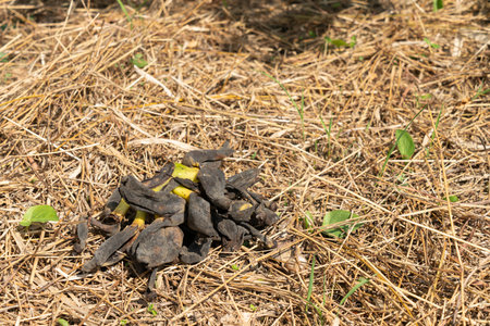 A bunch of withered bananas was left on the straw.の写真素材