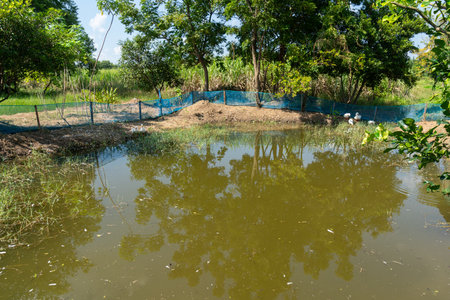 A pond with a net stretched out to raise ducksの写真素材