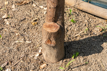 Photo of a tree stump that has been cut down.の写真素材