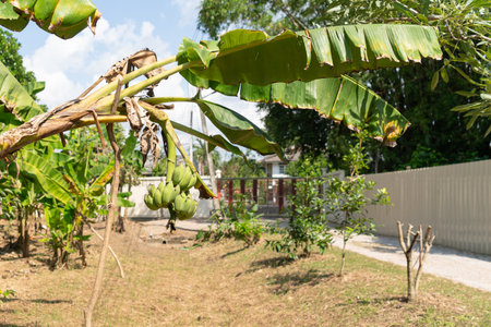 A bunch of bananas on a banana tree that was leaning so much that it almost fell over, requiring a stick to support it.の写真素材