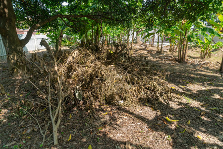 A pile of cut branches and dry leaves was piled up under the tree.の写真素材