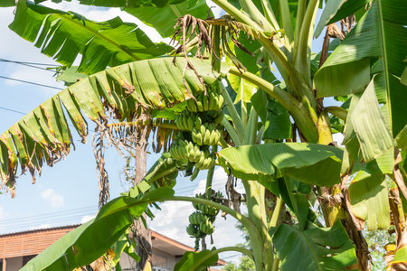 Photo of banana cluster on banana treeの写真素材