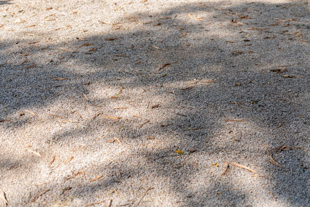 Gravel ground under a tree with fallen leaves and shadows of the tree.の写真素材
