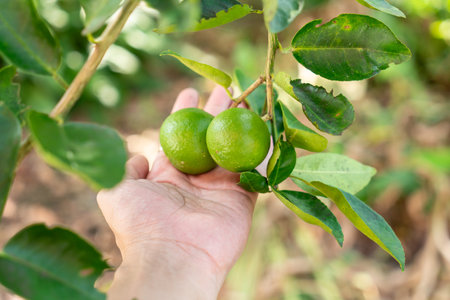 Limes hanging from a tree with a hand supporting them below.の写真素材