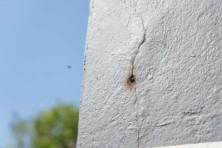 Dwarf bee hive on the cracked cement wall.の写真素材