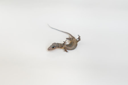 A lizard isolated on white background.の写真素材