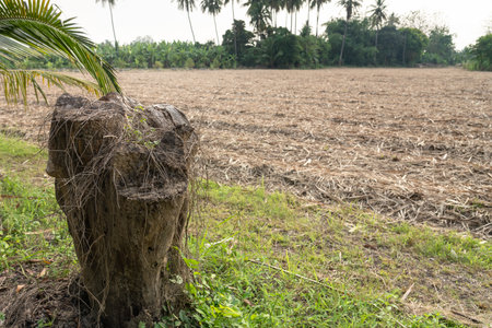 The stump of a large tree that was cut down long ago, next to the field prepared for planting sugarcane.の写真素材