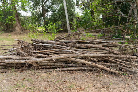 A pile of cut bamboo is piled up.の写真素材