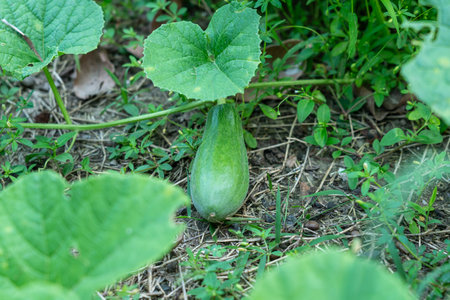 A young pumpkin that has started to grow for a while and will have a long shape.の写真素材