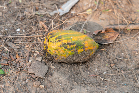 A ripe papaya fell to the ground and was left until it started to decay.の写真素材