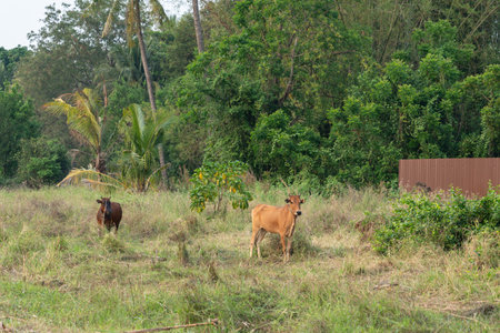 Two bulls were left in the field.の写真素材