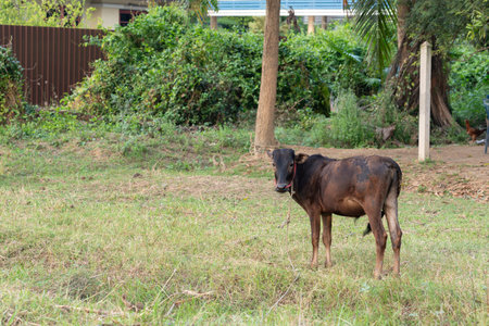 A cow was left in the field tied to a long rope.の写真素材