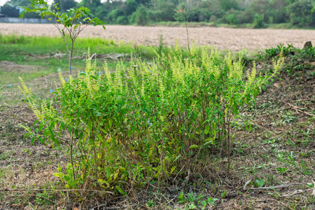 A bush of basil plants planted in the garden.の写真素材