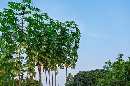 Photo of a large cassava plant with a blue sky background.の写真素材