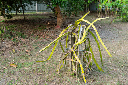 A plant is in the garden.の写真素材