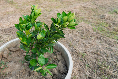 A potted sweet orange tree in the garden