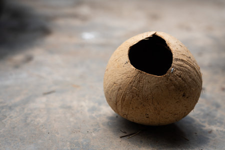 A coconut shell that has been opened is placed on the floor.の写真素材