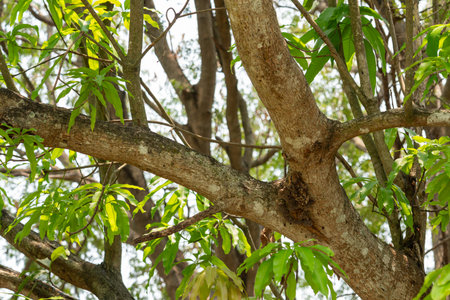 A nest of wasps that made a nest on a mango tree.の写真素材