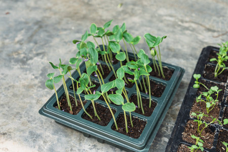 Cucumber seedlings planted in a plastic pit tray.の写真素材