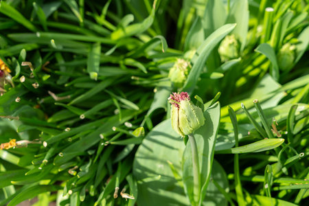 Photo of Fringed tulip buds planted in a gardenの写真素材