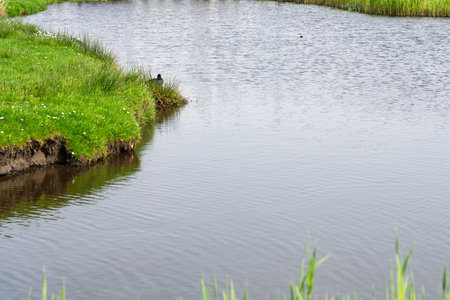 Landscape photograph of a canal with a protruding bank on the left, covered with green grass and a duck.の写真素材