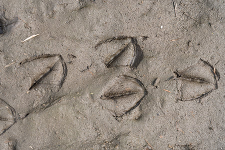 Photo of duck footprints on the muddy ground.