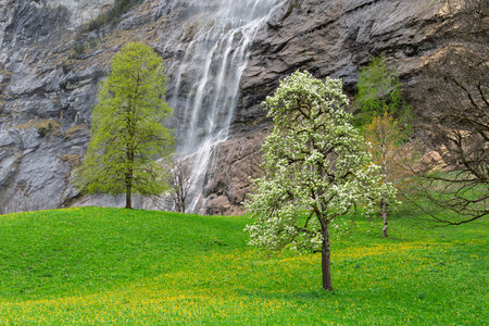Photo of the Staubbach Falls flowing down, lawn and trees.の写真素材