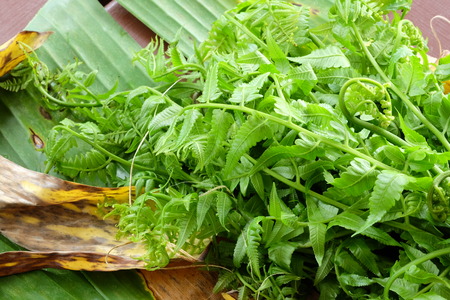 Green vegetable fern on banana leaf ready for cookの写真素材