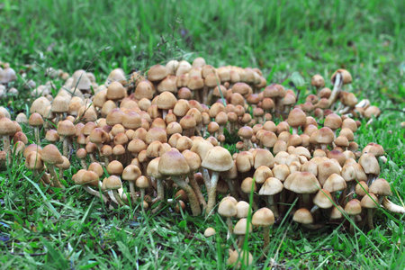 Mushroom in Forest