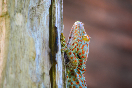 Cute geckoの写真素材