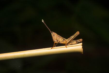 little grasshopperの写真素材