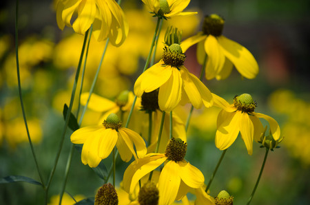 yellow flowerの写真素材