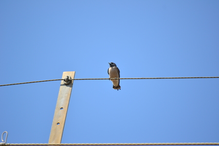 Bird aloneの写真素材