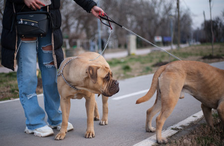 Big dog breed Dogue de Bordeaux on leash with owner.の写真素材