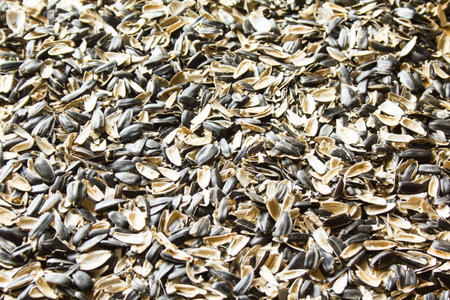 Peels from sunflower seeds texture background.