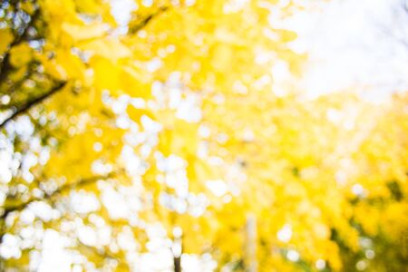 Blurred background of yellow leaves on trees. Autumn park with bokeh effect. Golden autumn concept.の写真素材