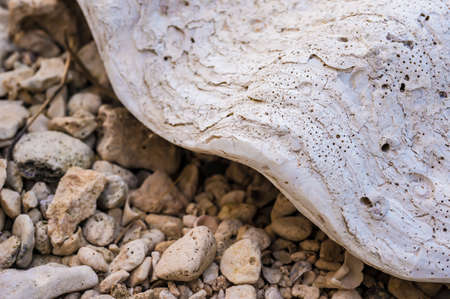 Huge ancient  shell on rocky beachの写真素材