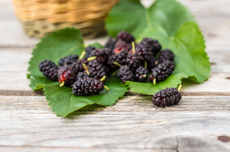 Wild sycamore black berries