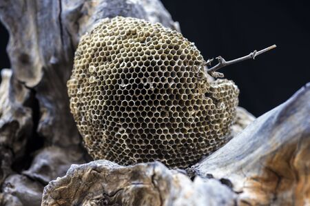 Wasp nest on woodの写真素材