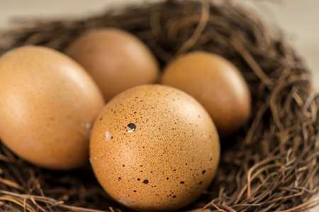 Close up shot of eggs inside a bird nestの写真素材