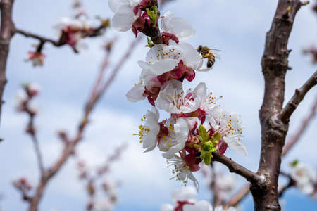 Bee collecting pollen from almond tree blossomの写真素材
