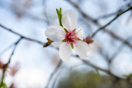Close up of a branch of almond tree blossom flowers in natureの写真素材