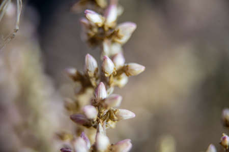 Macro shot of beautiful tiny unopened flowers backgroundの写真素材