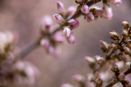 Macro shot of beautiful tiny unopened flowers backgroundの写真素材