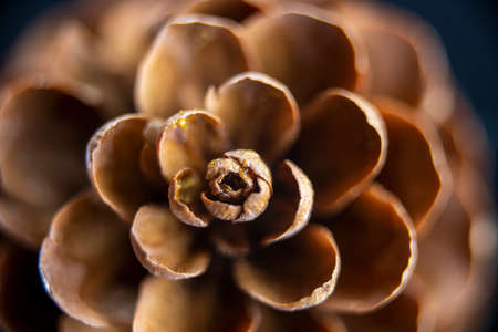 Pinecone macro shot background. Nature close up.の写真素材